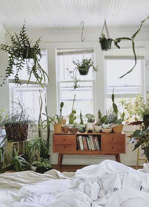 plantes suspendues interieur