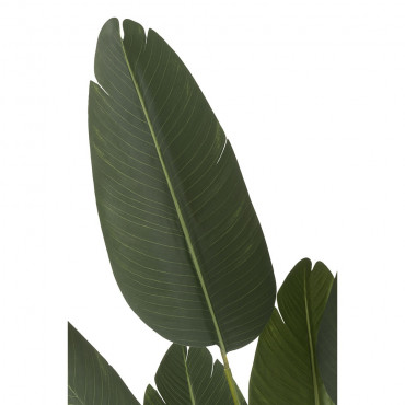 Strelitzia Plastique Vert Petite Taille