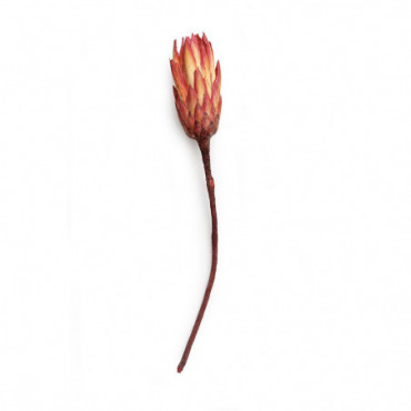 Fleurs Séchées Protea Rouge