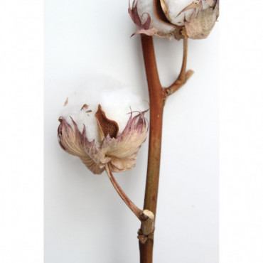 Fleurs Séchées Cotton Naturel