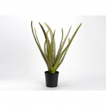 Cactus Aloe Pot Hauteur 80 Vert