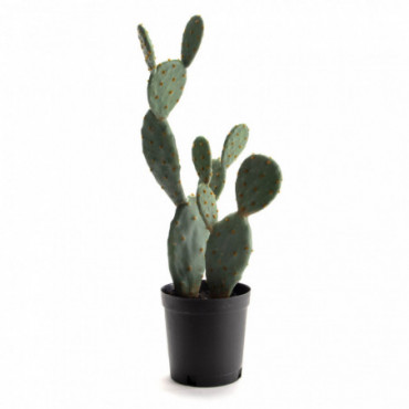 Cactus Figue Barbarie Pot Hauteur 62