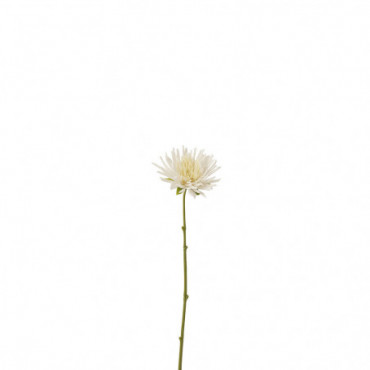 Chrysantheme Mini Plastique Blanc Petit