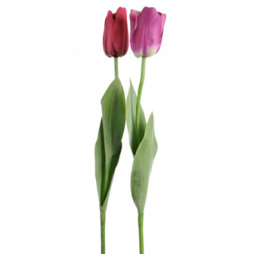 Tulipe Elisa Rose Fonce/Rose