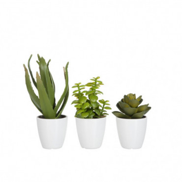 Plante Grasse/Aloe Vera/Lotus + Pot Vert Petit