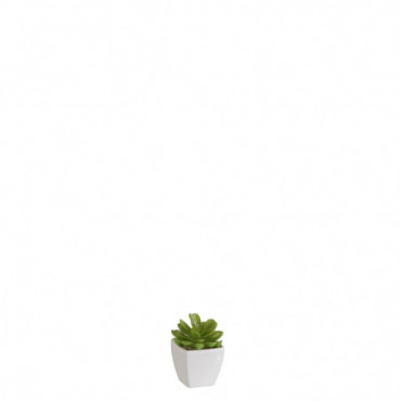 Succulente + Pot Vert/Melamine Blanc