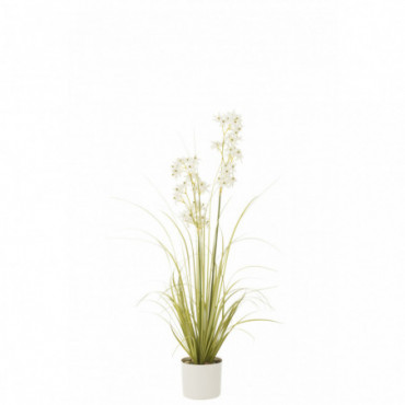 Allium En Pot Plastique Vert/Blanc M
