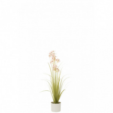 Allium En Pot Plastique Vert/Rose Clair S