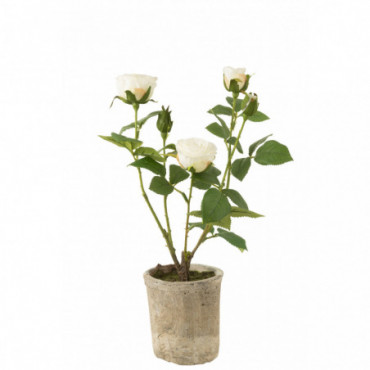 Rose 5 Tetes En Pot Plastique/Textile Blanc/Vert