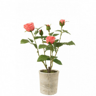 Rose 5 Tetes En Pot Plastique/Textile Rose/Vert