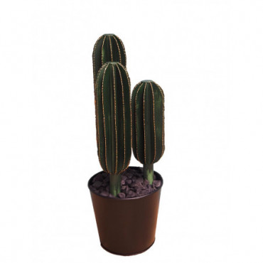 Triple cactus allongé en pot