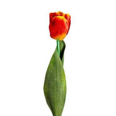 Fleur Tulipan Orange en Plastique 64cm