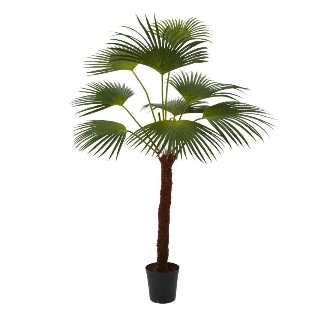 Palmier Palm Royal H200 Vert