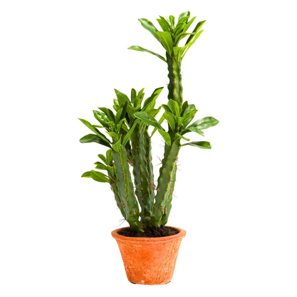 Cactus Euphorbia H57 Vert