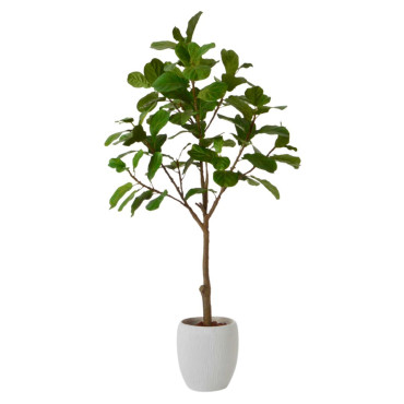 Ficus Lyrata H200 Vert