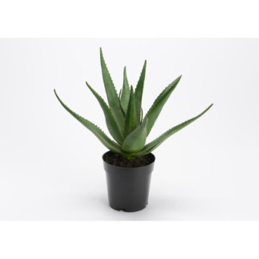 Aloe Ferox Pot H38 Ve