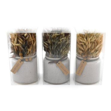 Ensemble de 3 herbes séchées dans des pots en céramique