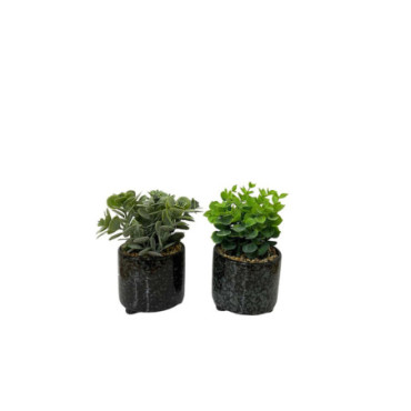 Ensemble De Deux Plantes Succulentes En Pots Vernis