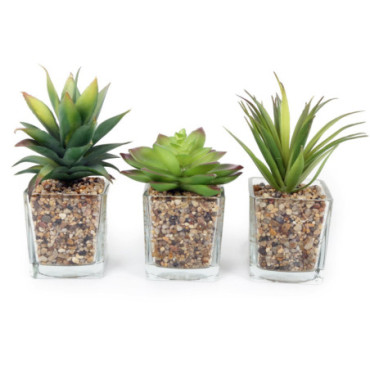 Ensemble de trois fausses plantes succulentes dans des pots en verre