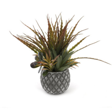 Plantes succulentes dans un petit pot gris en treillis