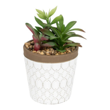 Plantes succulentes dans un pot en terre cuite blanche