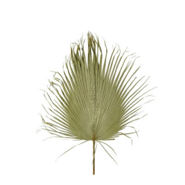Feuille de palmier XXL couleur naturelle Décoration Florale