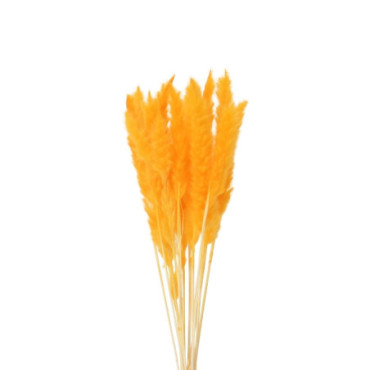 Herbe de la Pampa duveteuse orange Décoration Florale