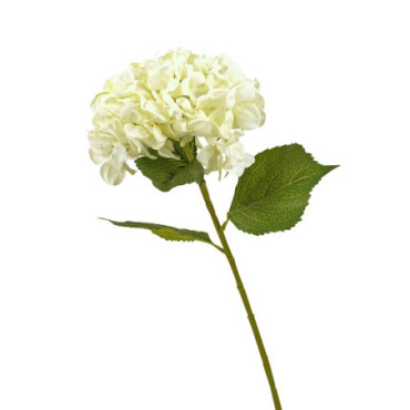 Hortensia blanc Fleurs Décoratives