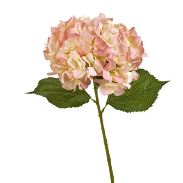 Hortensia rose Fleurs Décoratives