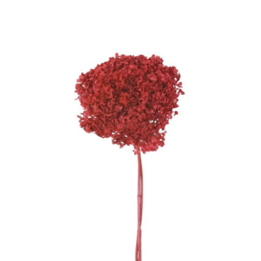 Hortensia rouge Décoration Florale