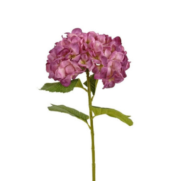 Hortensia violet Fleurs Décoratives