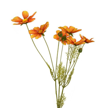 Cosmee orange Fleurs Décoratives