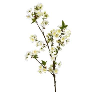 Fleur de cerisier blanche Paques