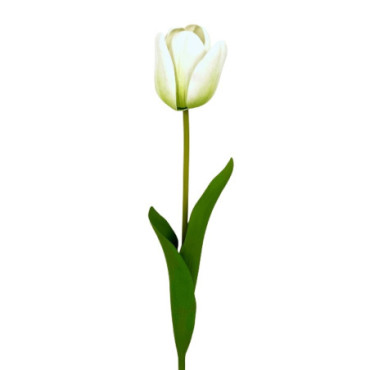 Tulipe blanc Décoration Florale
