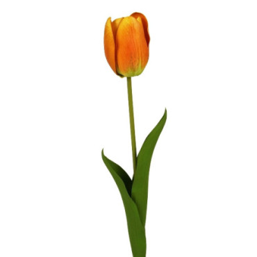Tulipe orange Décoration Florale