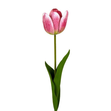 Tulipe rose Décoration Florale