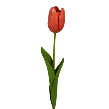 Tulipe rouge Décoration Florale