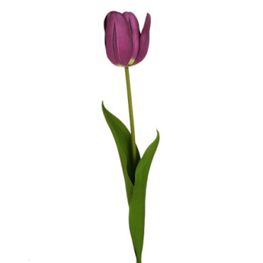 Tulipe violet Décoration Florale