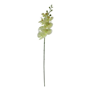 Branche d'orchidées simples fleurs crème 85 cm