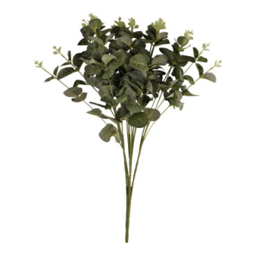 Bouquet de feuilles d'eucalyptus en vert
