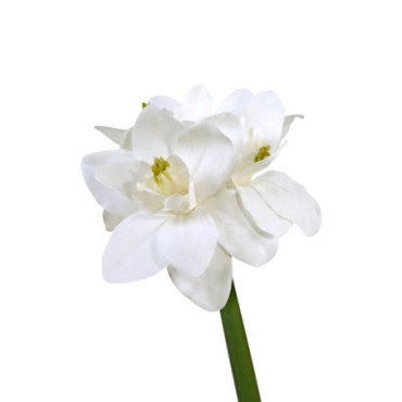 Amaryllis blanc
