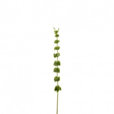 Branche Molucella Plastique Vert L