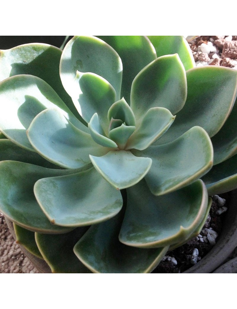 Echeveria Blue Prince