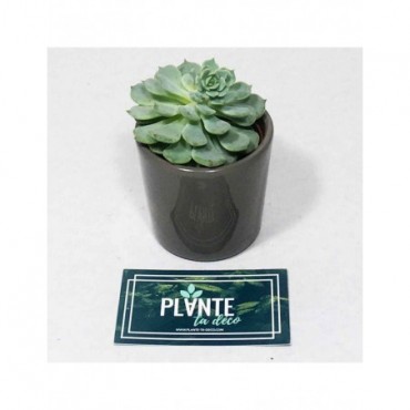 Plantes grasses botanic