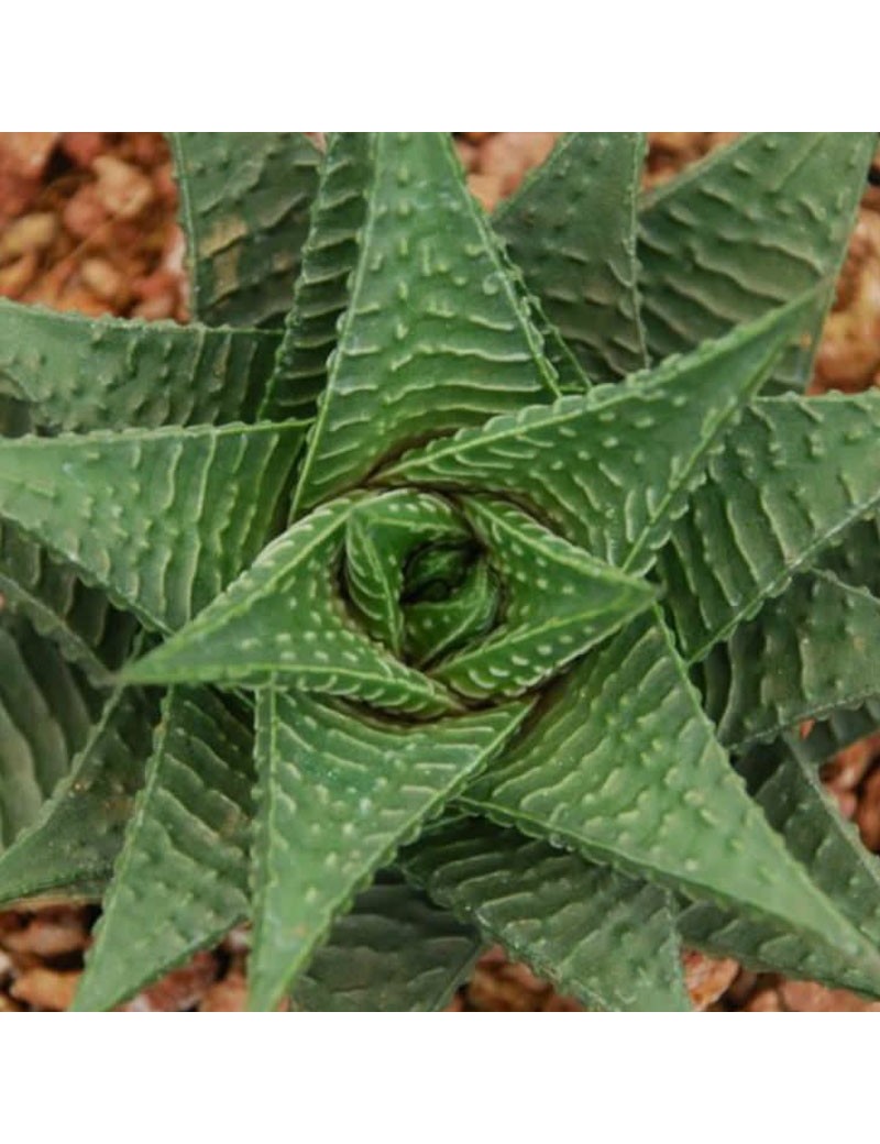 Haworthia Limifolia