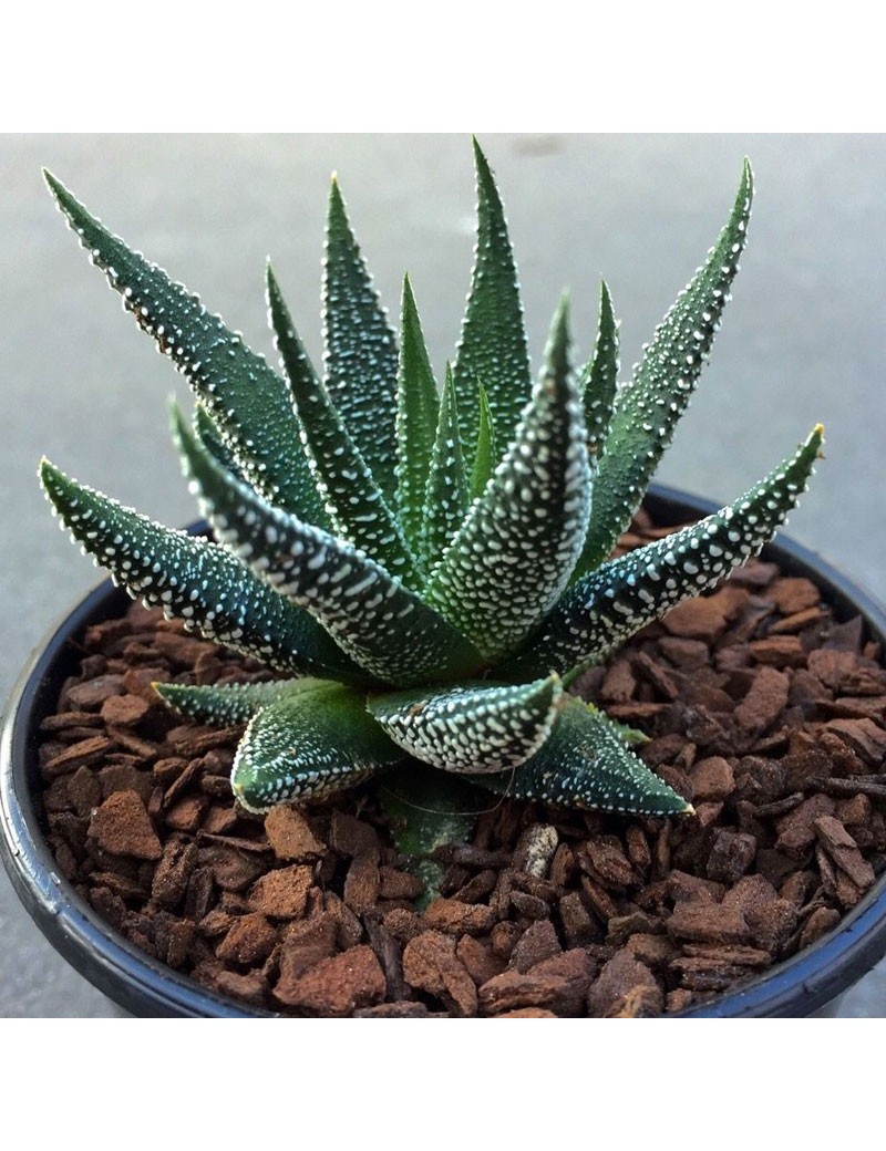 Haworthia Fasciata Var Concolor