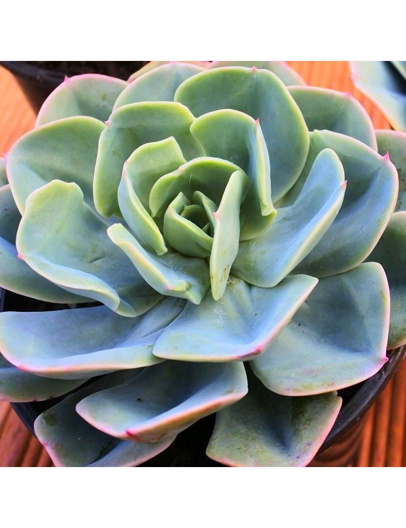 Echeveria Imbricata