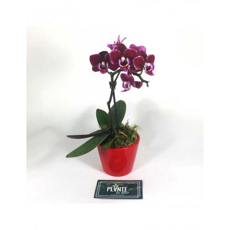 Orchidee mini Phalaenopsis violette