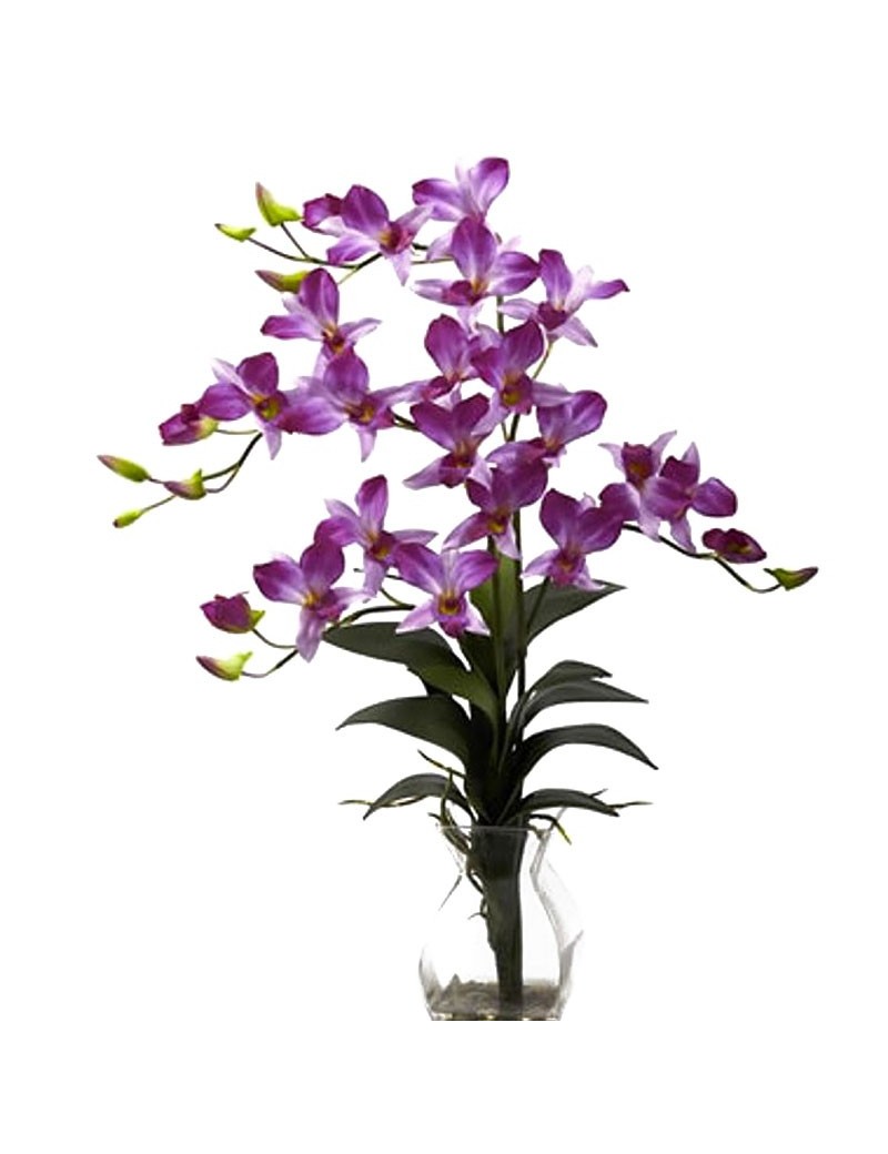 Dendrobium Bigibbum Violet