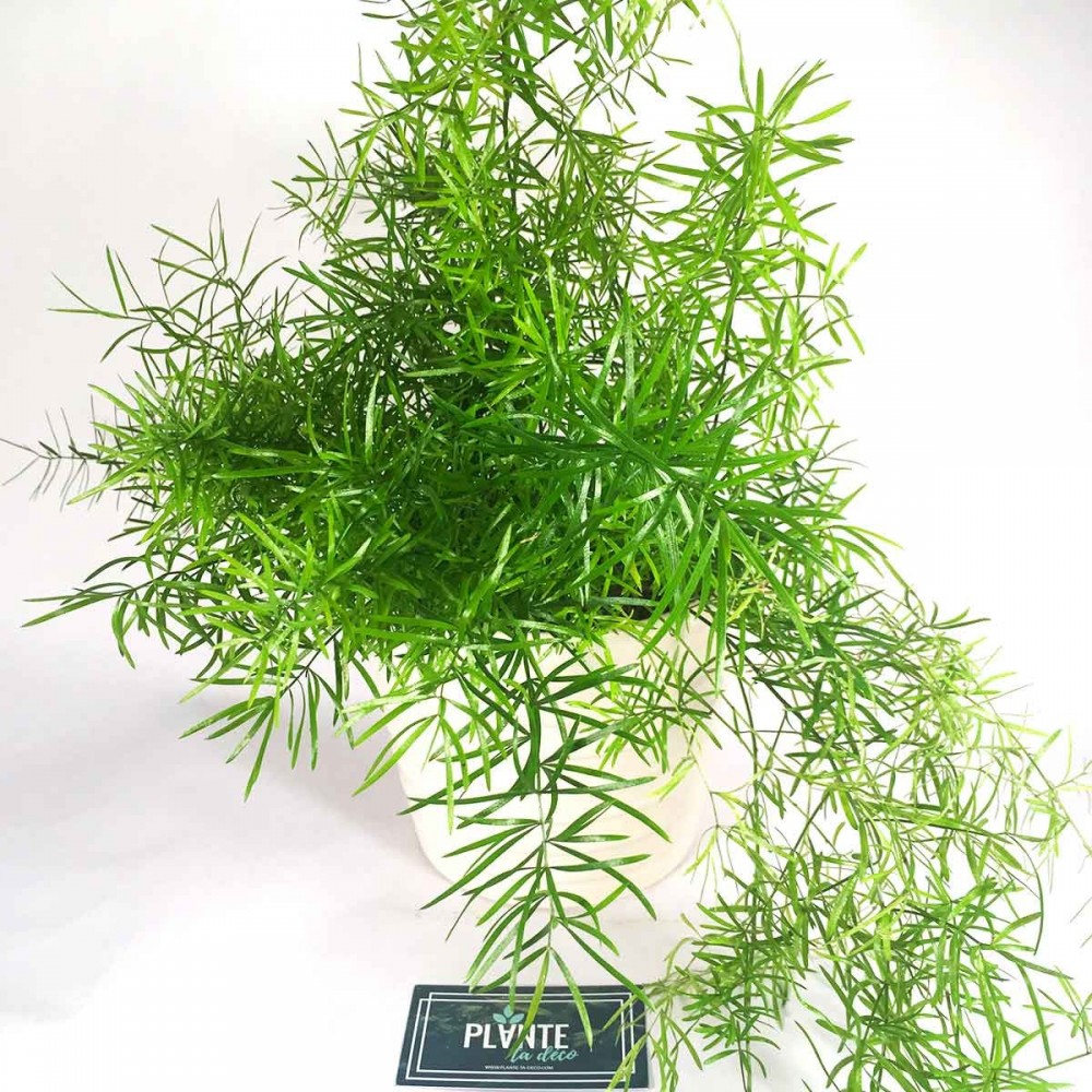 Asparagus Sprengeri Asperge de Sprenger Achat sur Plante ta